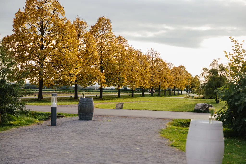 Allee mit goldgelb verfärbten Bäumen und Weinfässern am Kiesweg